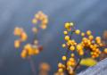 IMG_1026 yellow berries and slate water